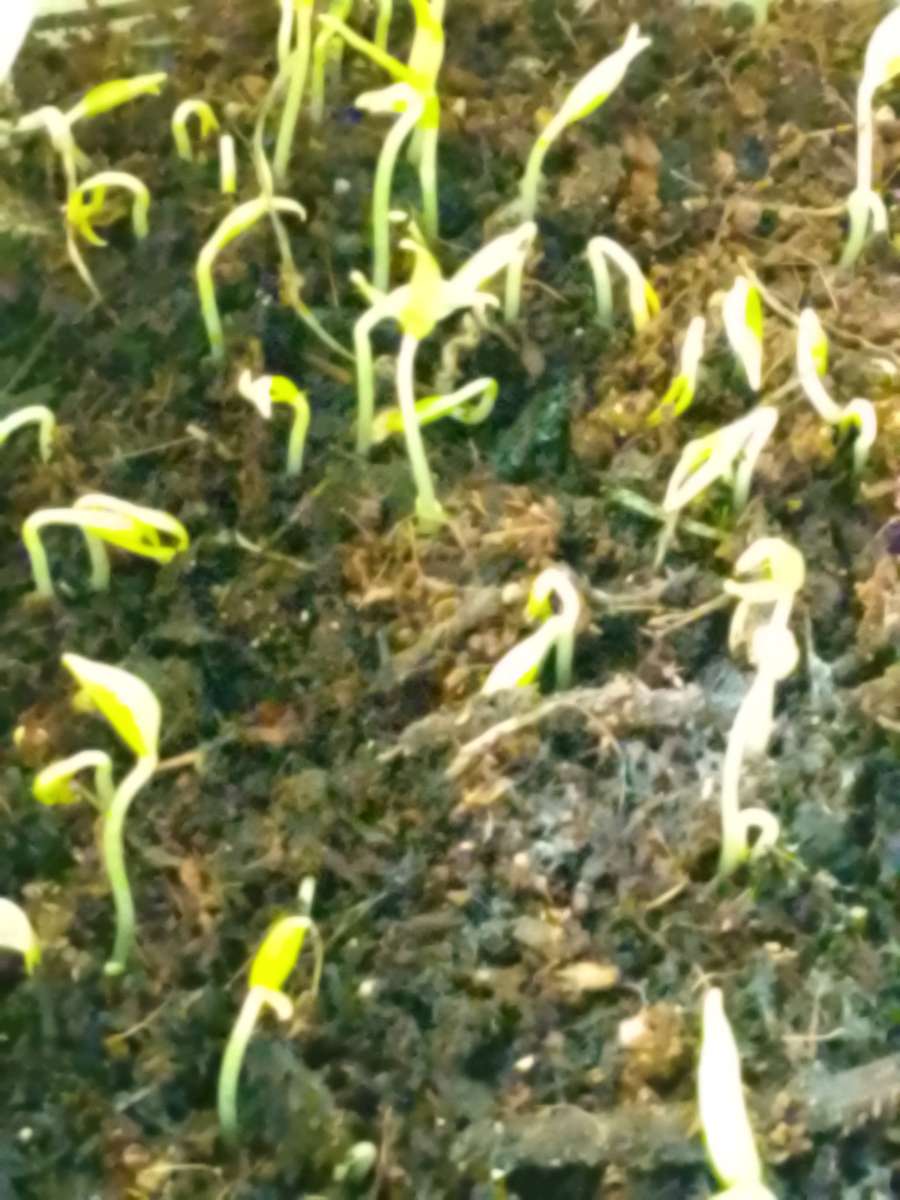Bell peppers