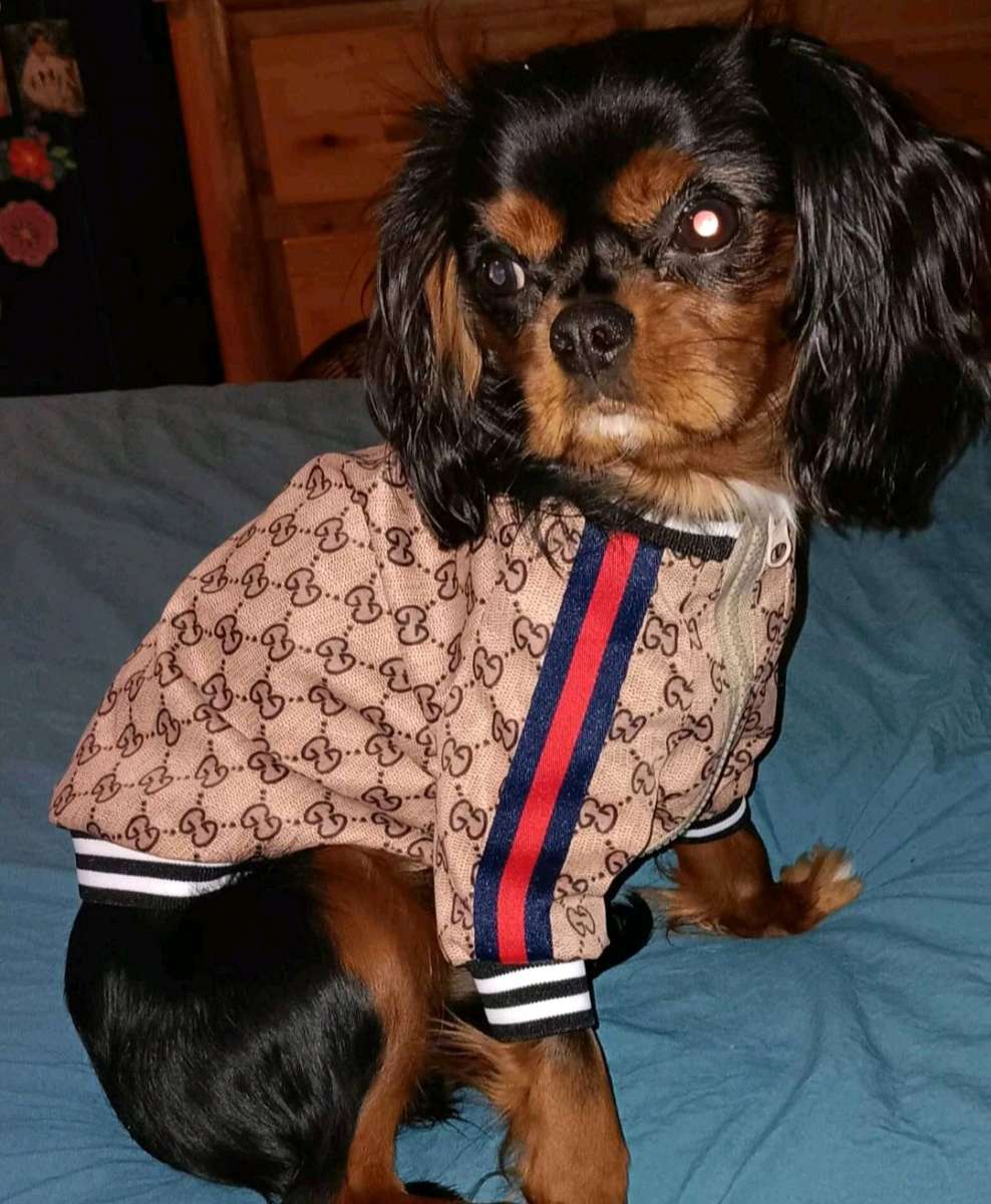 DOG JACKET  WITH GUCCI PRINT