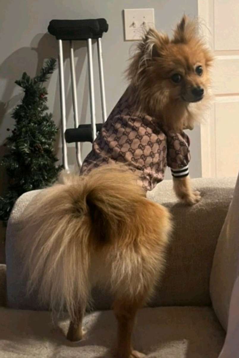DOG JACKET  WITH GUCCI PRINT