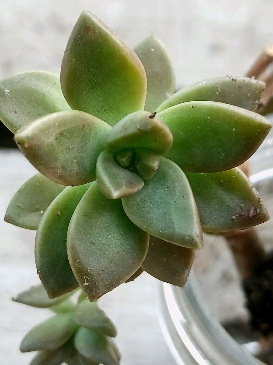 Milkweed and succulents