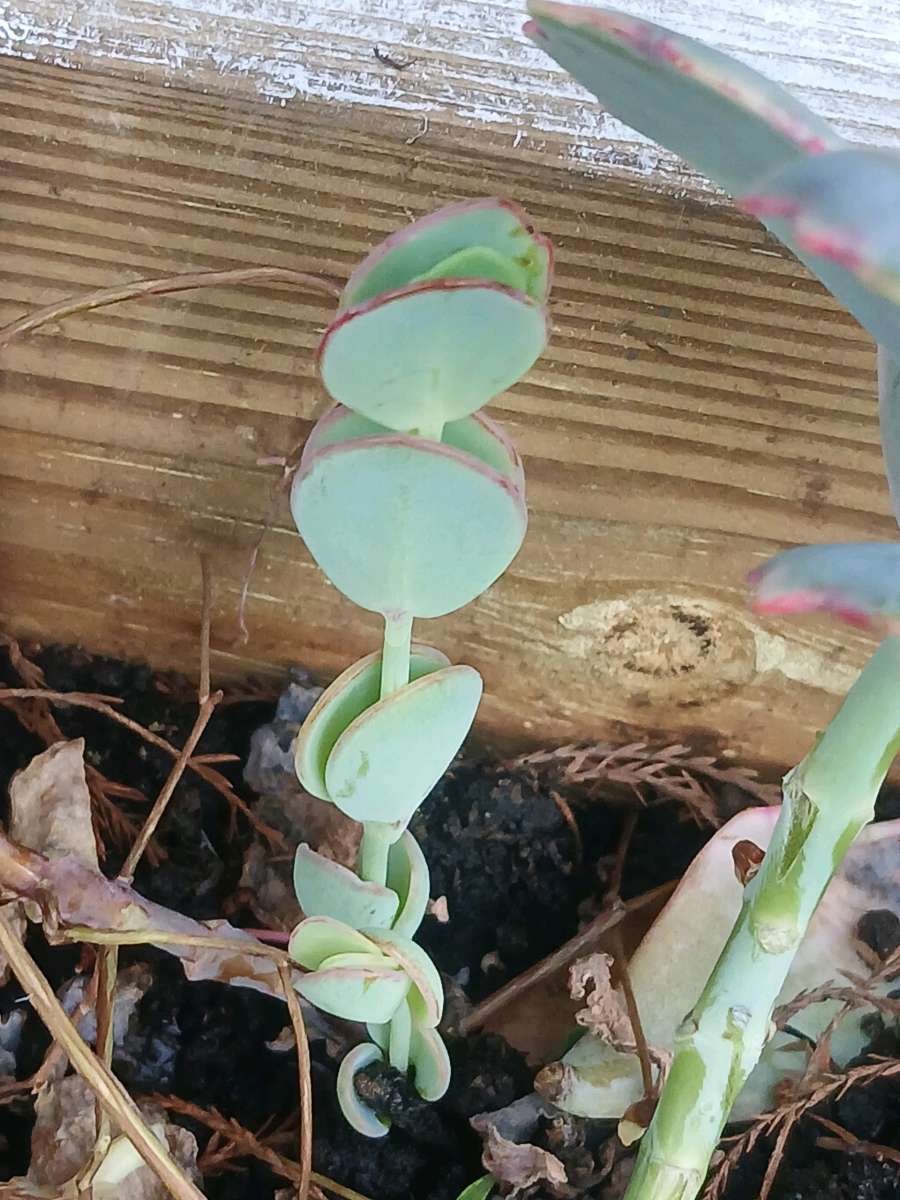 Milkweed and succulents