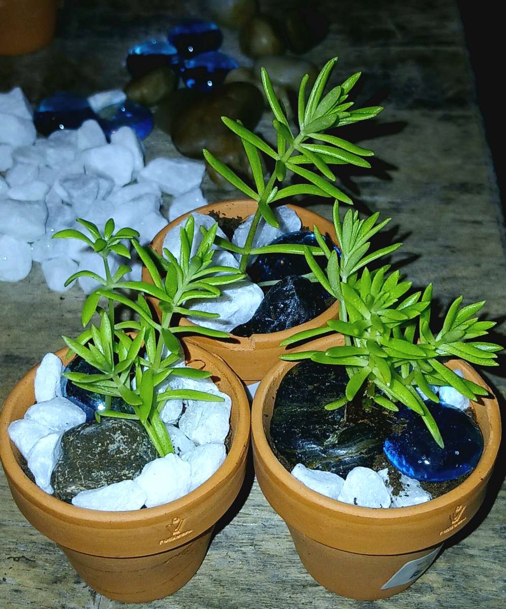 succulents and ground cover plants