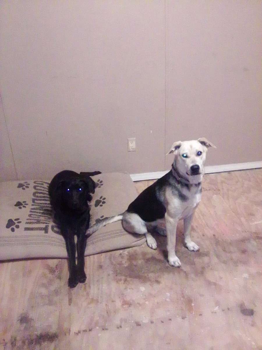 dogs selling animals