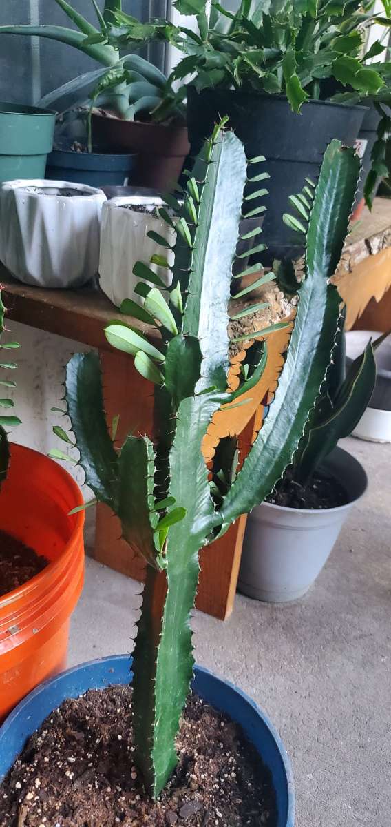 Cactus