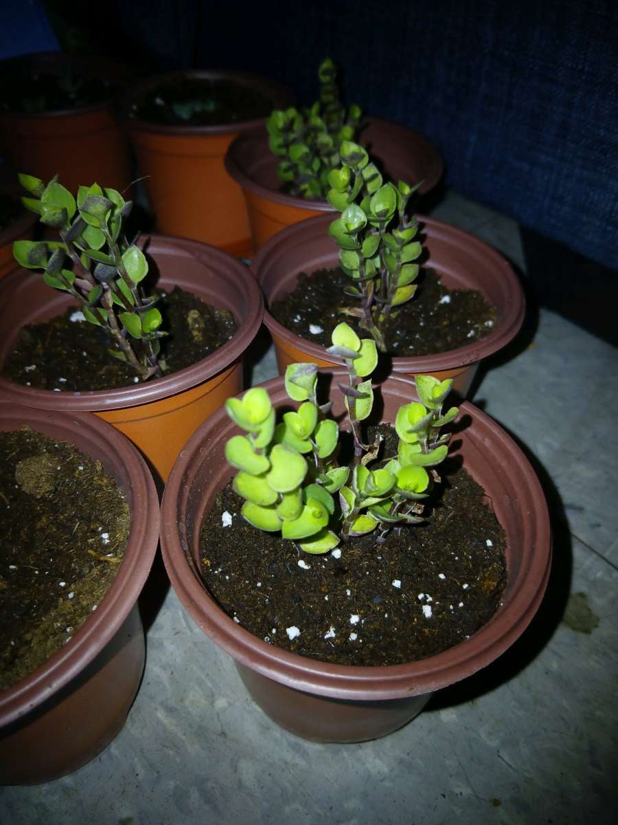 succulents and ground cover plants