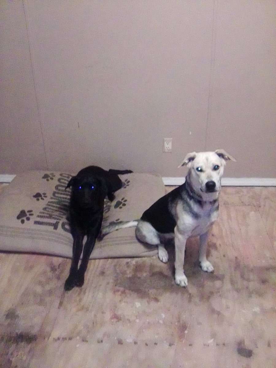 dogs selling animals