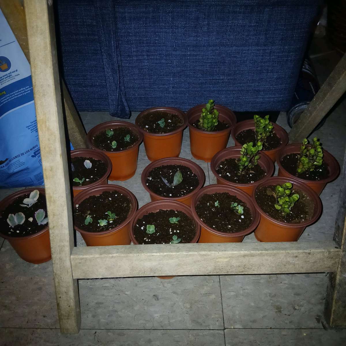 succulents and ground cover plants