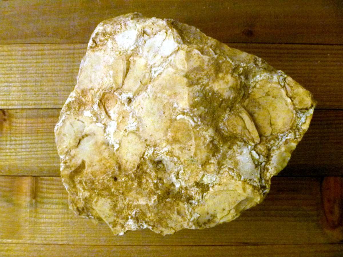 Fossil Stromatolite ancient prehistoric organisms home decor