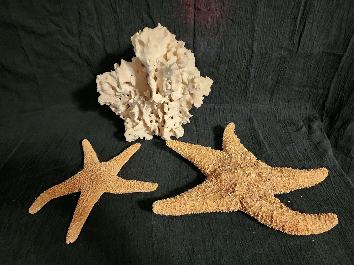 Starfish coral and shells