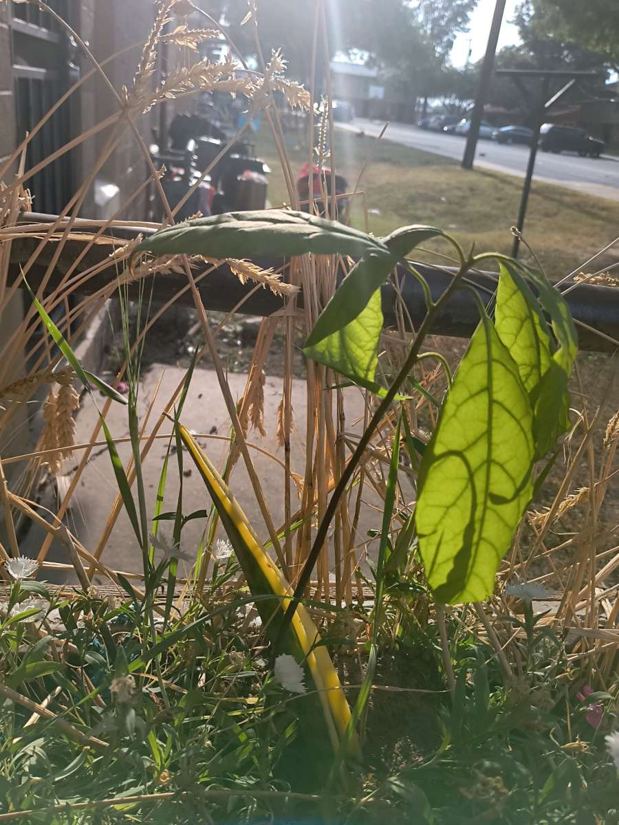 avocado tree