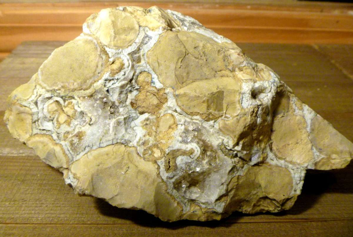 Fossil Stromatolite ancient prehistoric organisms home decor