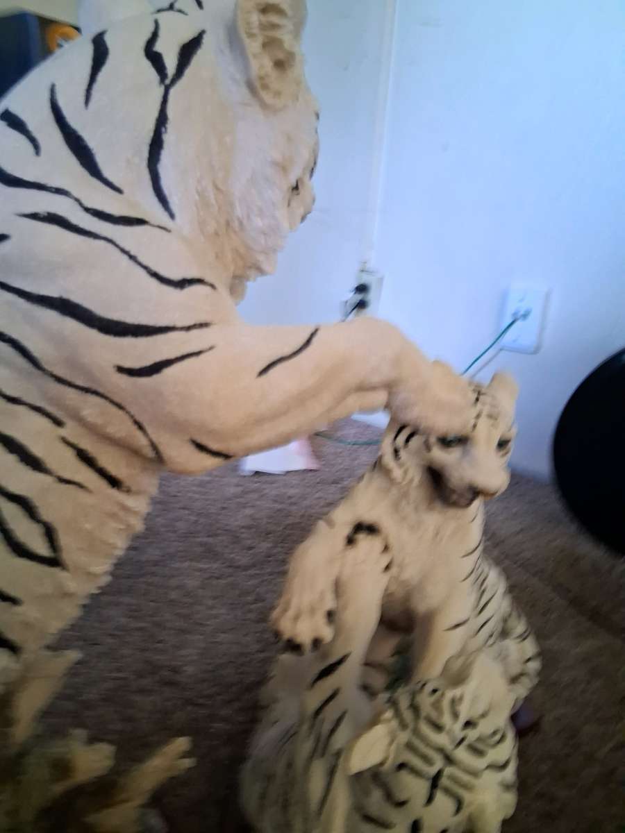 white beagle tigers pair