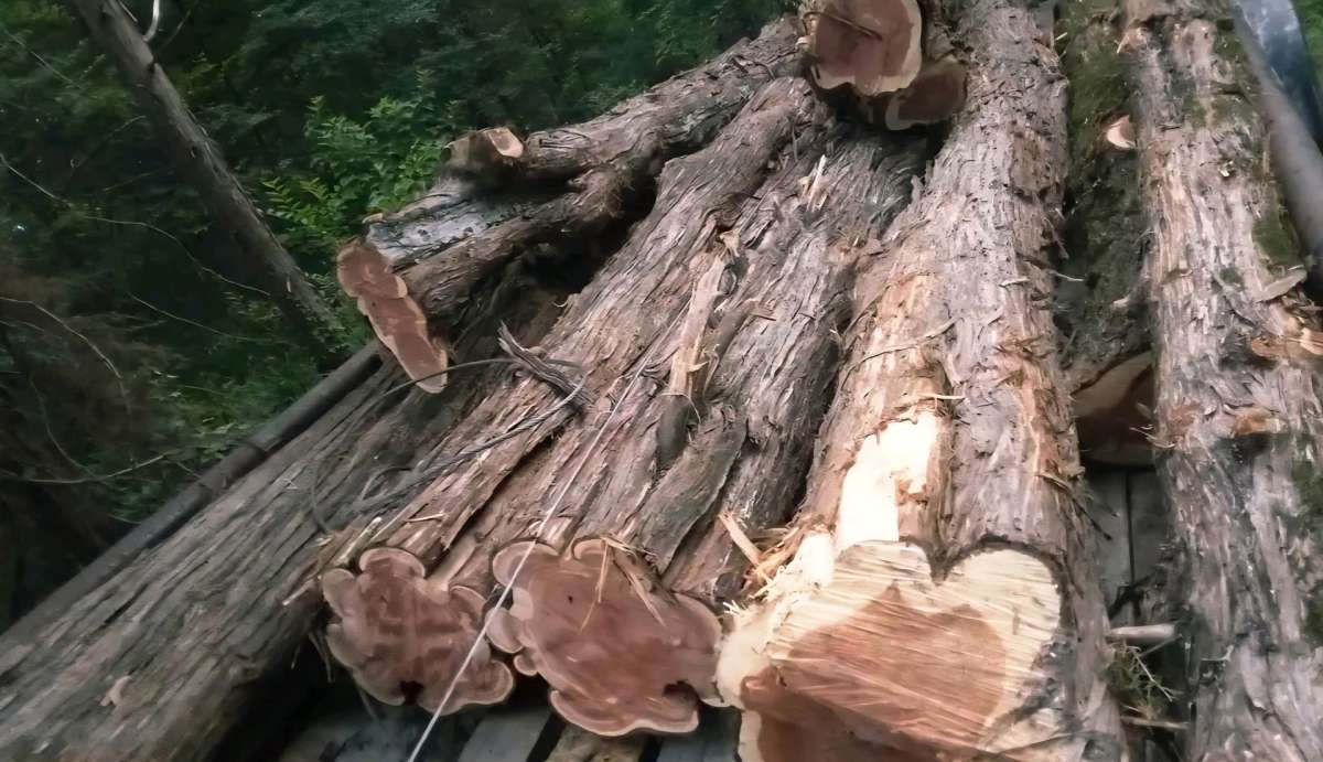 Tree Removal and Specialty Solutions