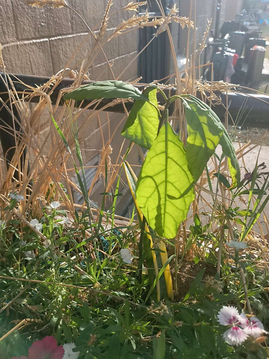 avocado tree