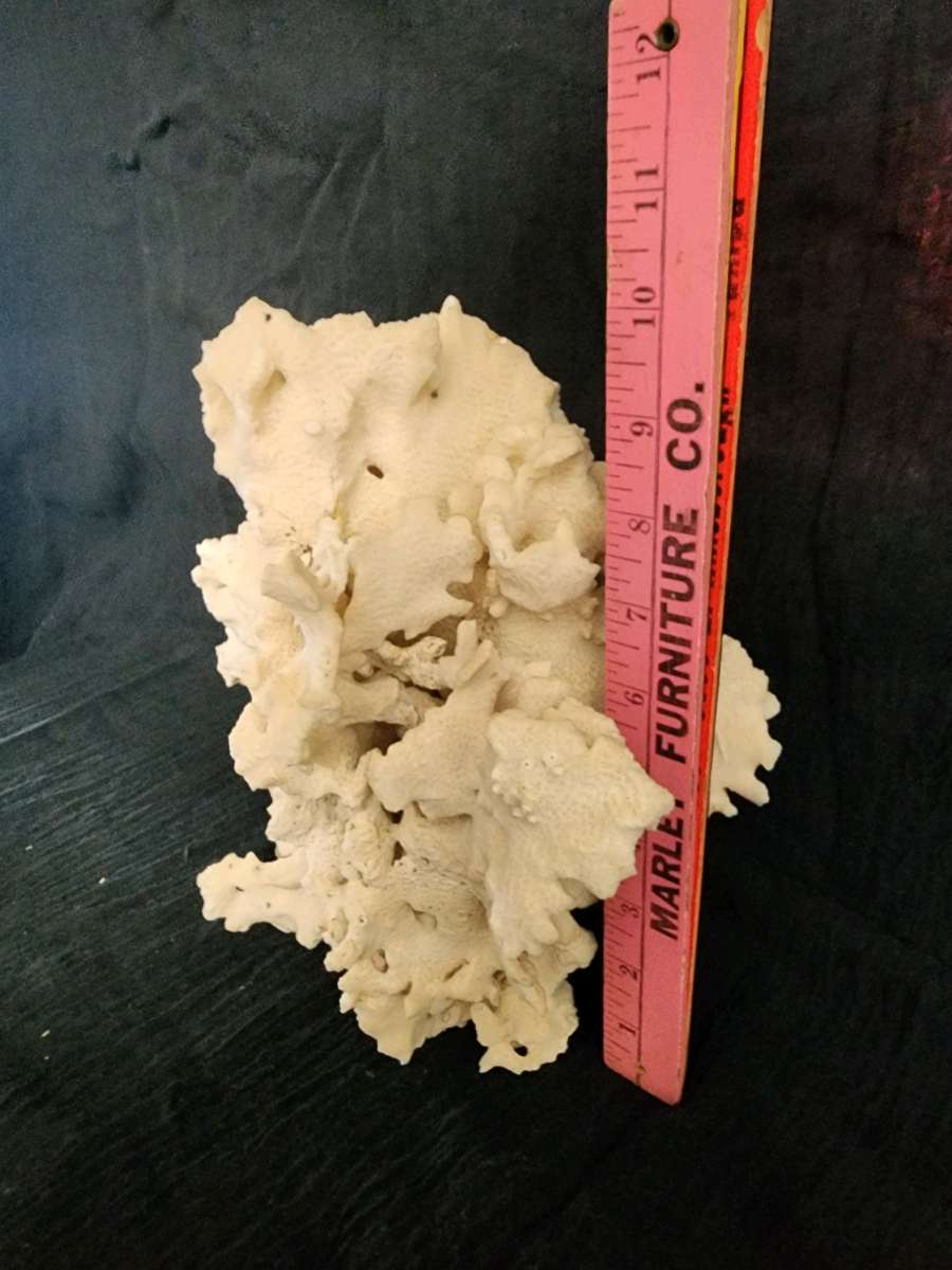 Starfish coral and shells