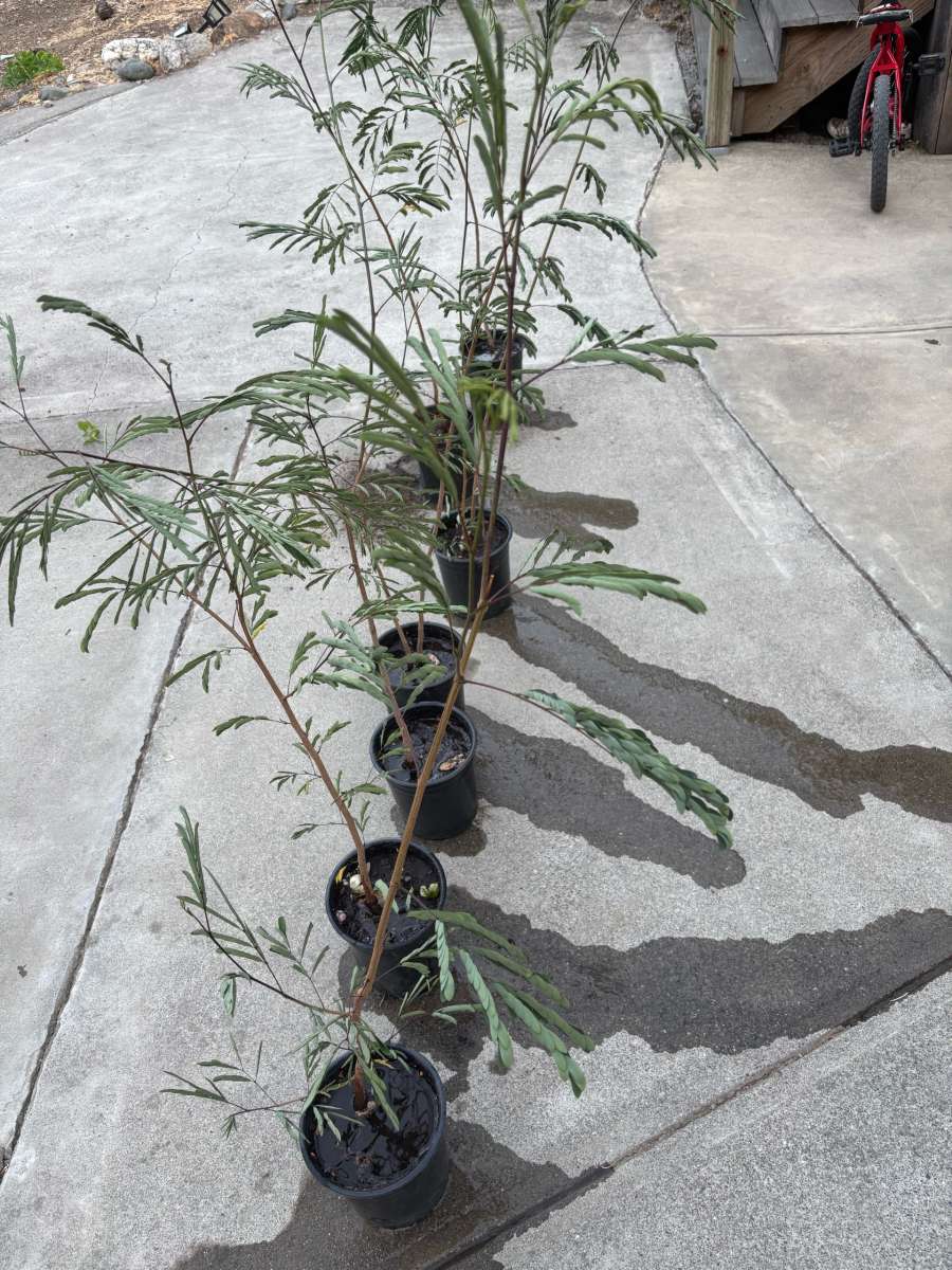 Plantas de guajes de Oaxaca