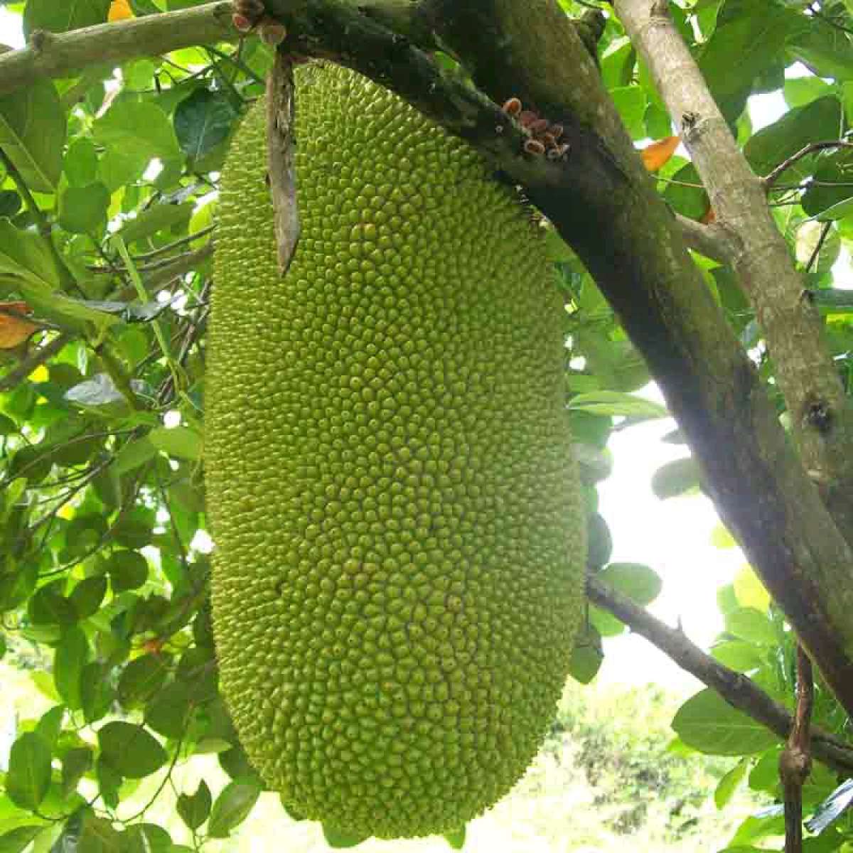 Jackfruit