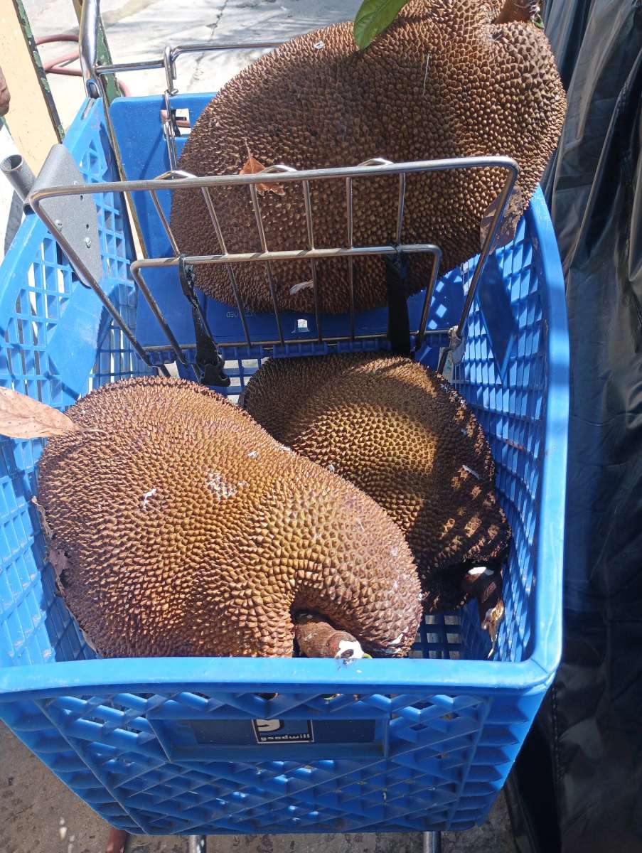 Jackfruit