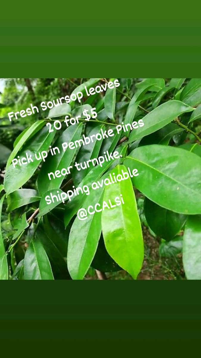 soursop leaves