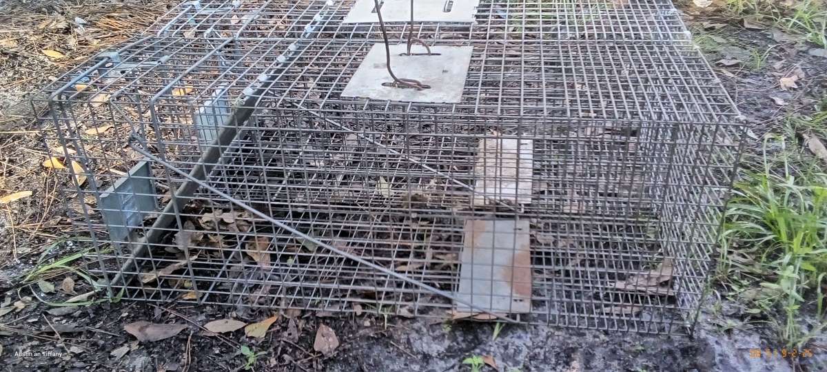 two medium size animal traps