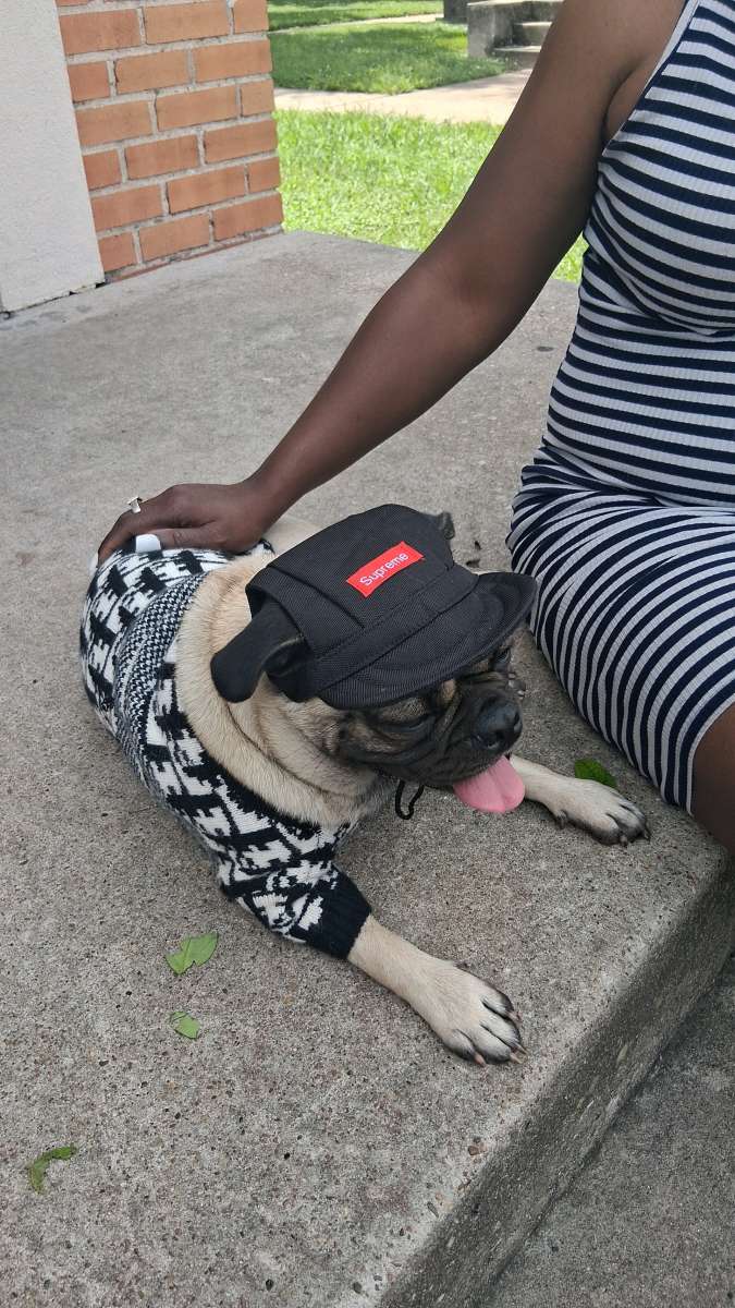 pet clothing pet apparel pop up shop