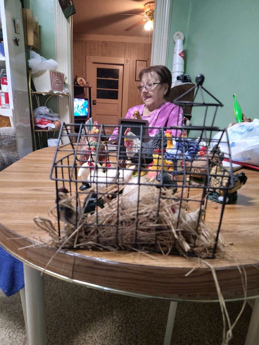 chickens and roosters