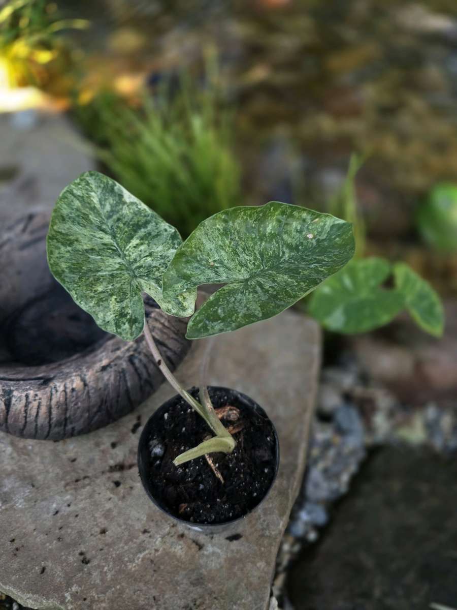 Alocasia Odora Batik