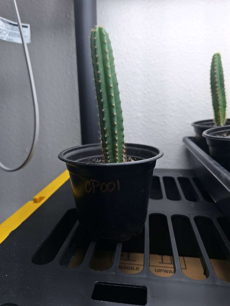 Cereus Pachanoi