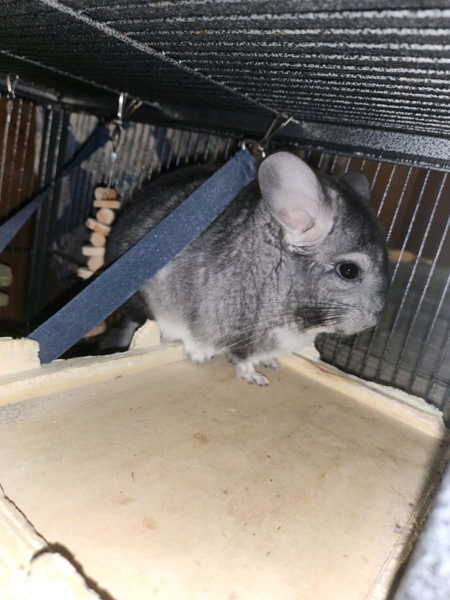 2 young male chinchillas