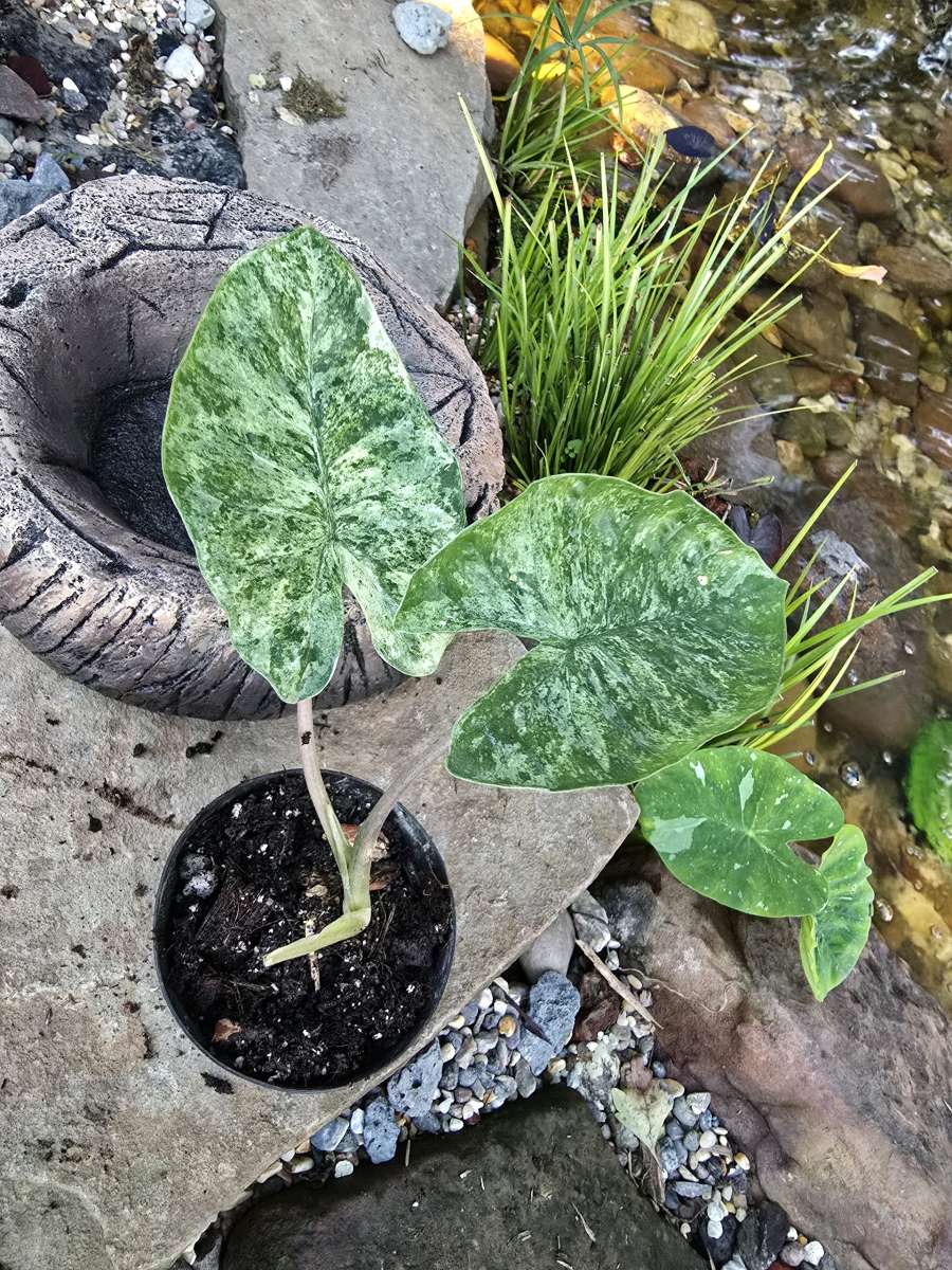 Alocasia Odora Batik