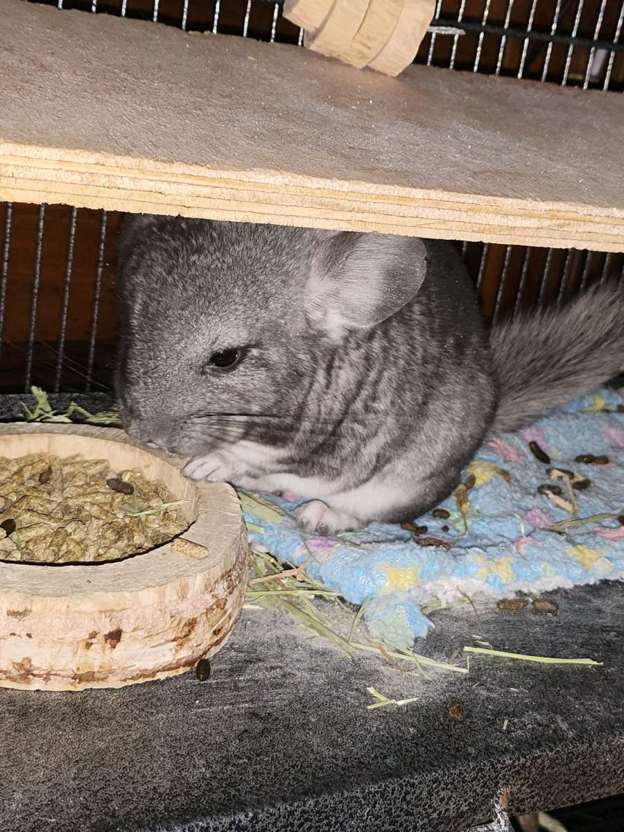 2 young male chinchillas