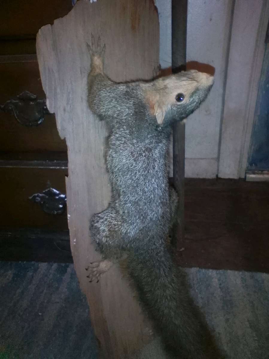 TAXIDERMY SQUIRREL