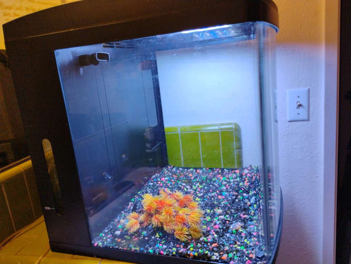 Fish Tank 32 gallon bio cube