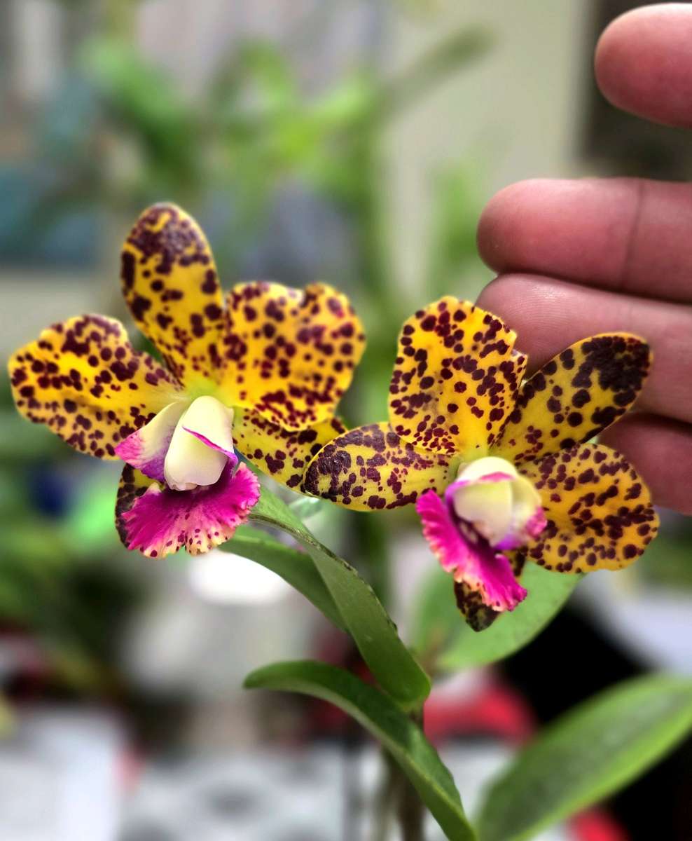Fragrant Cattleya Orchids Plants