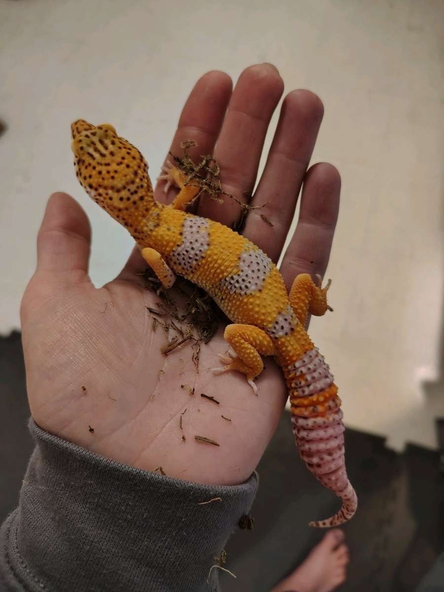 Tangerine Hypo