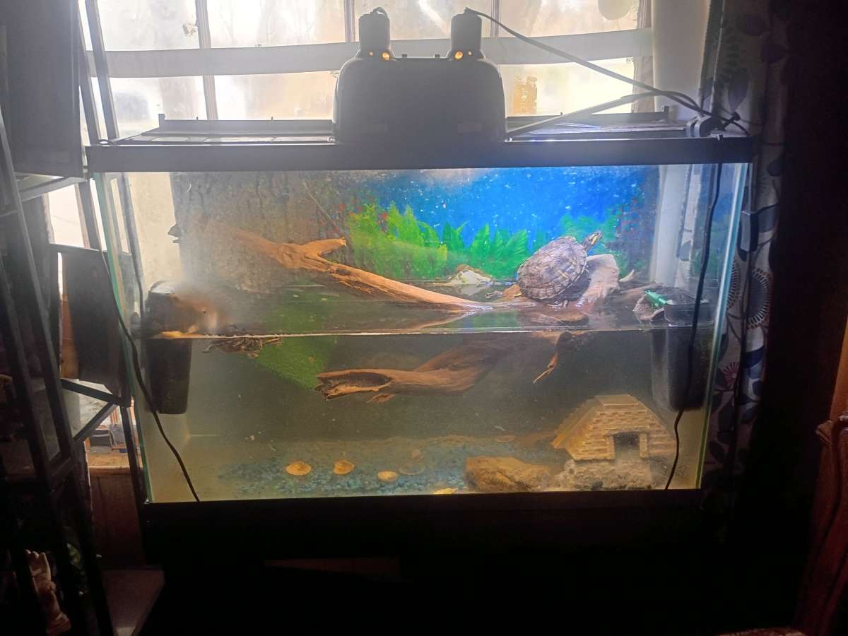 fish tank and stand