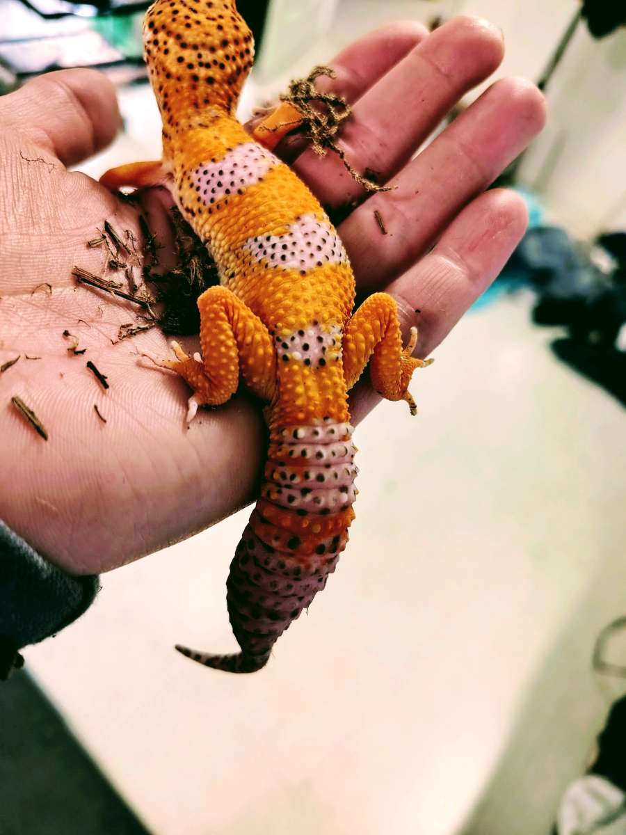 Tangerine Hypo