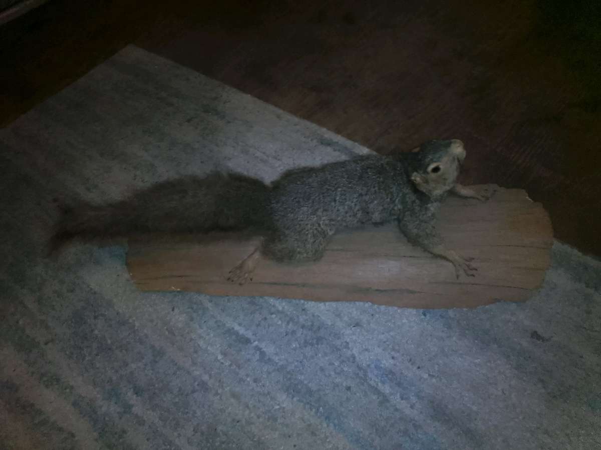 TAXIDERMY SQUIRREL