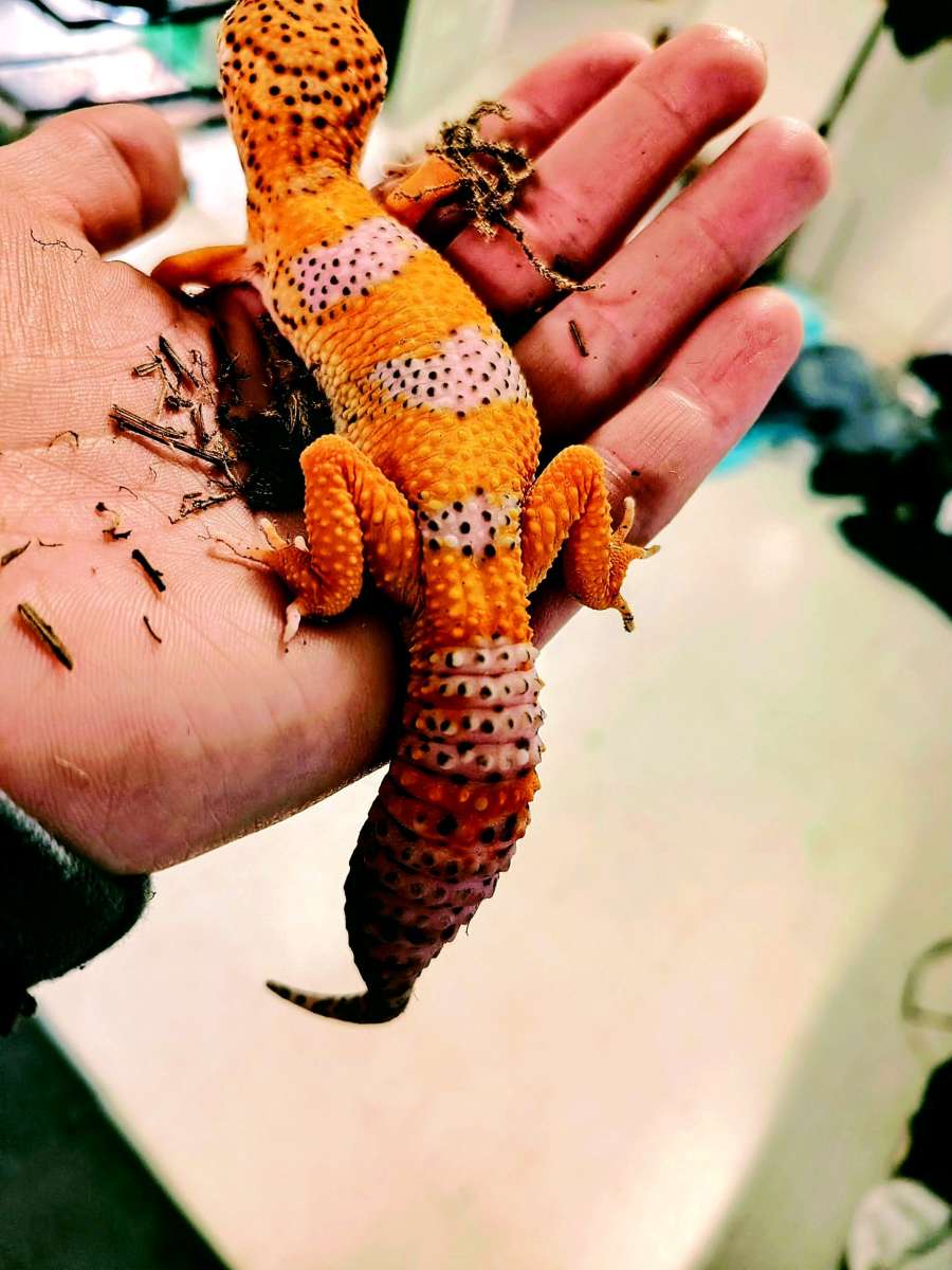 Tangerine Hypo