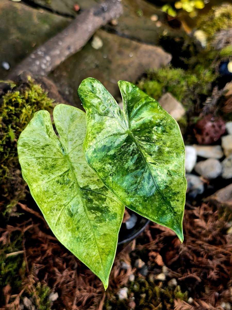 Beautiful Alocasia Odora Batik