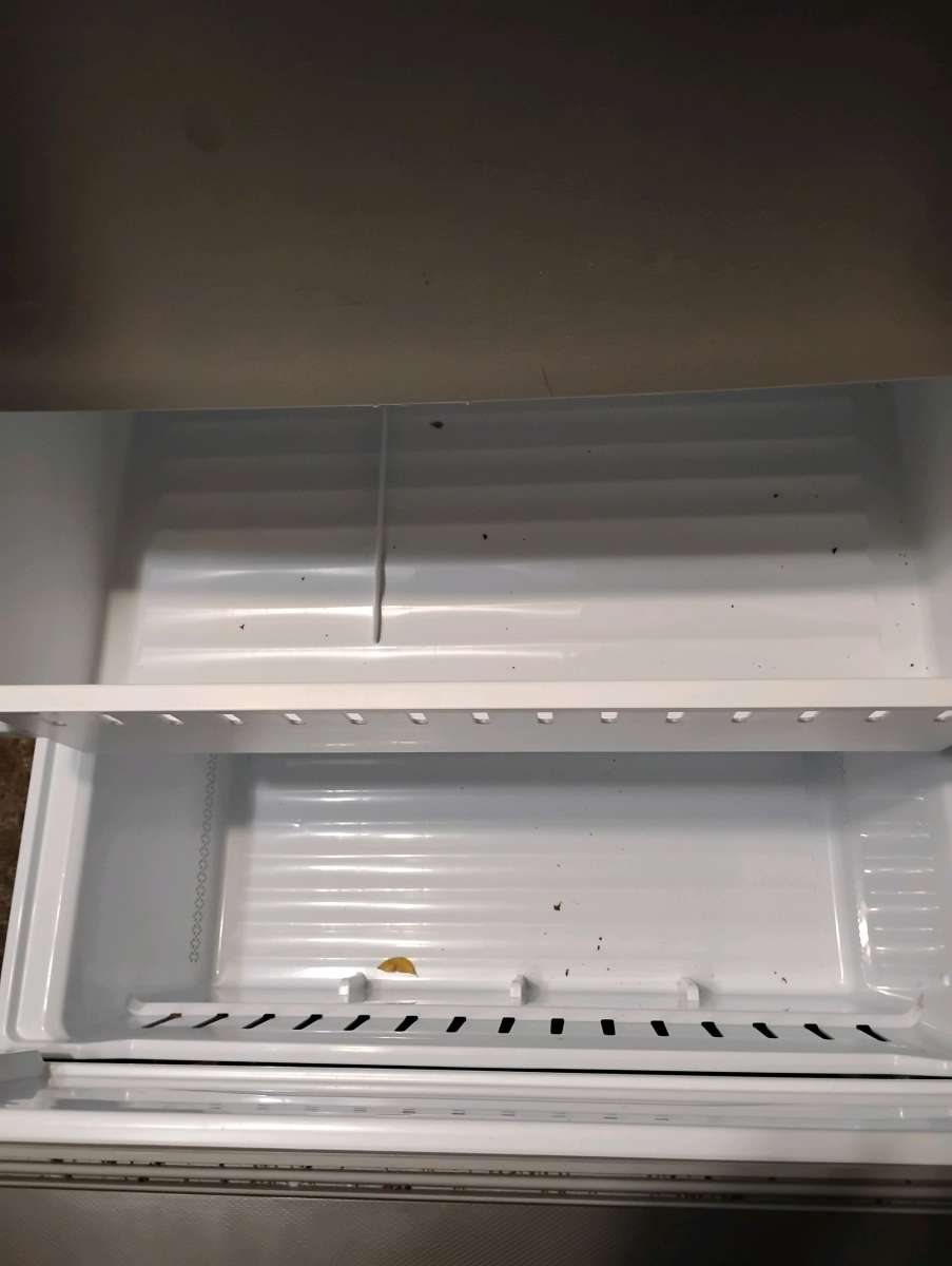 2025 Hisense Mora bottom freezer refrigerator