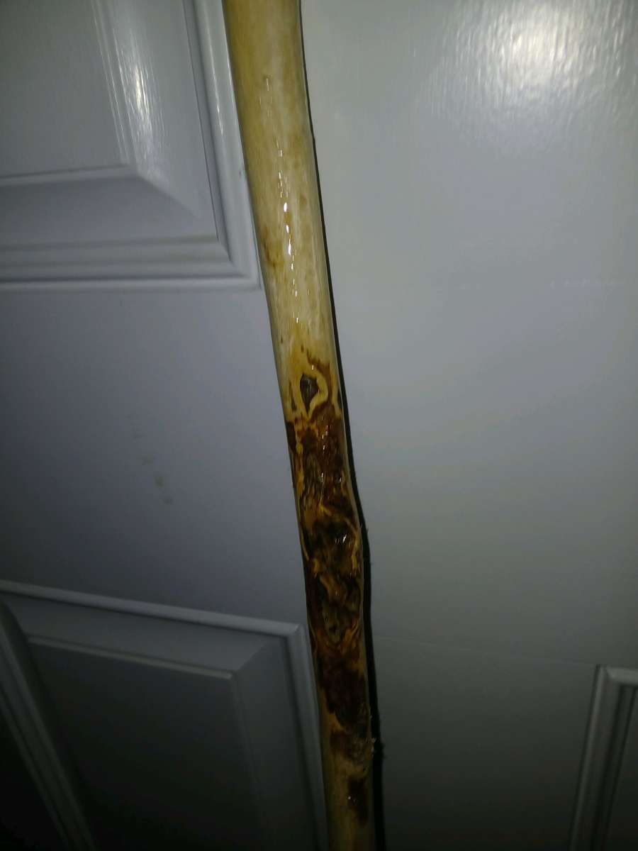 hazelnut walking stick