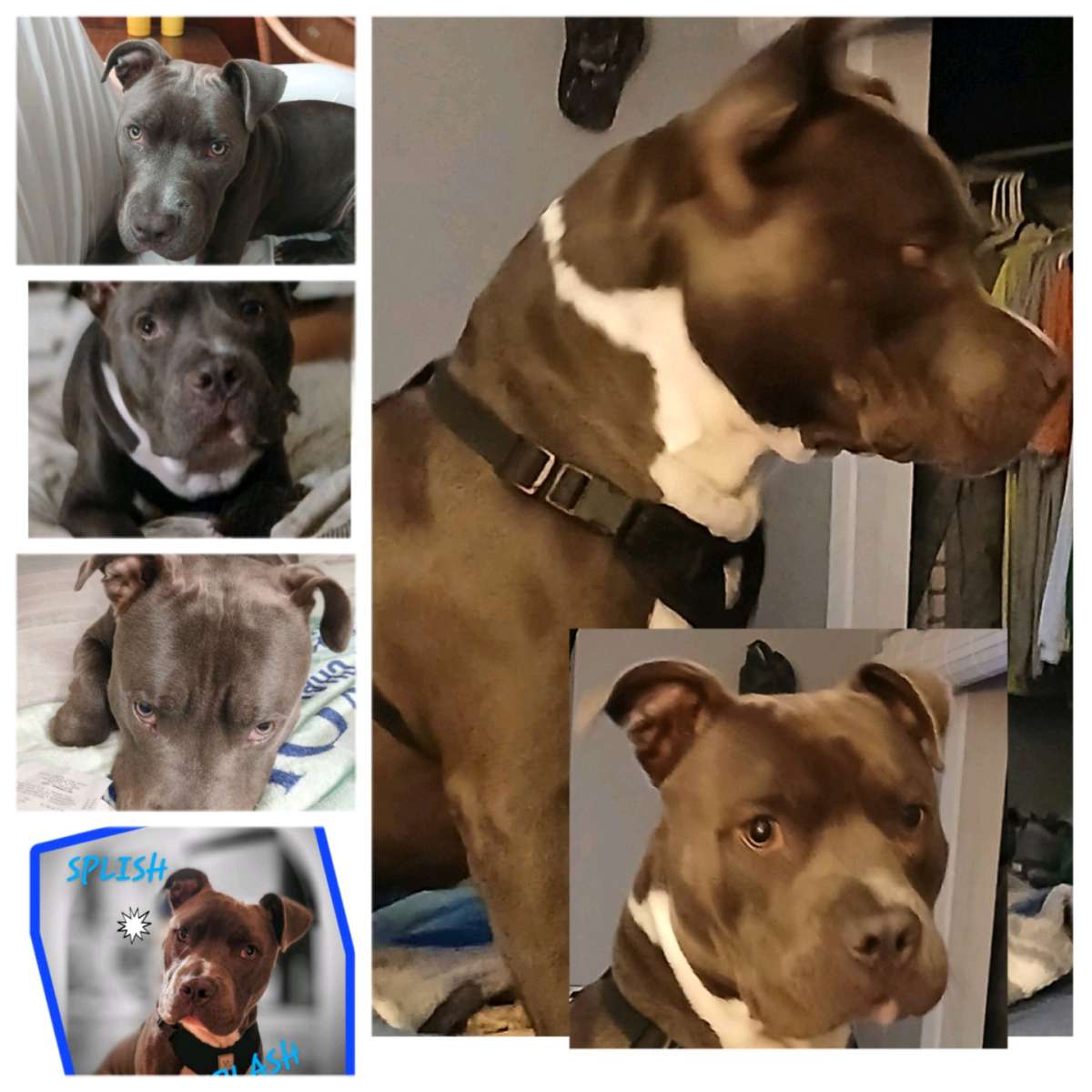 blue nose bully ready to stud