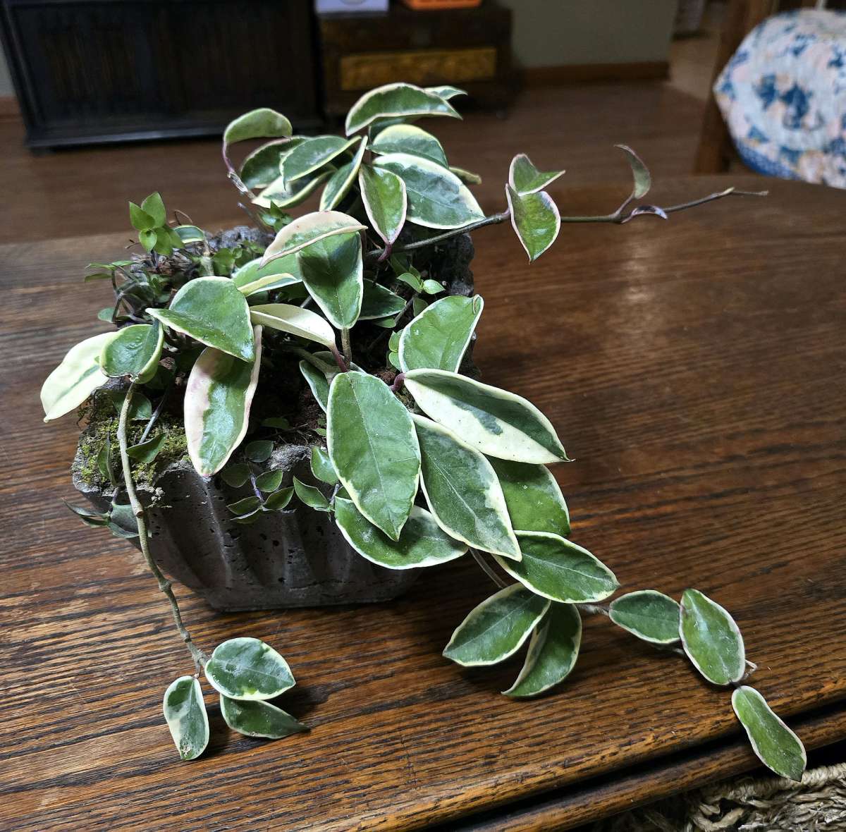 Hoya Crimson Queen in a handmade pot