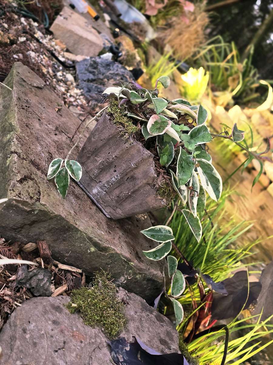 Hoya Crimson Queen in a handmade pot