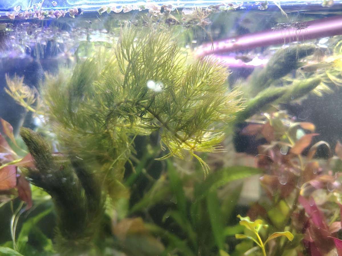 aquarium plants