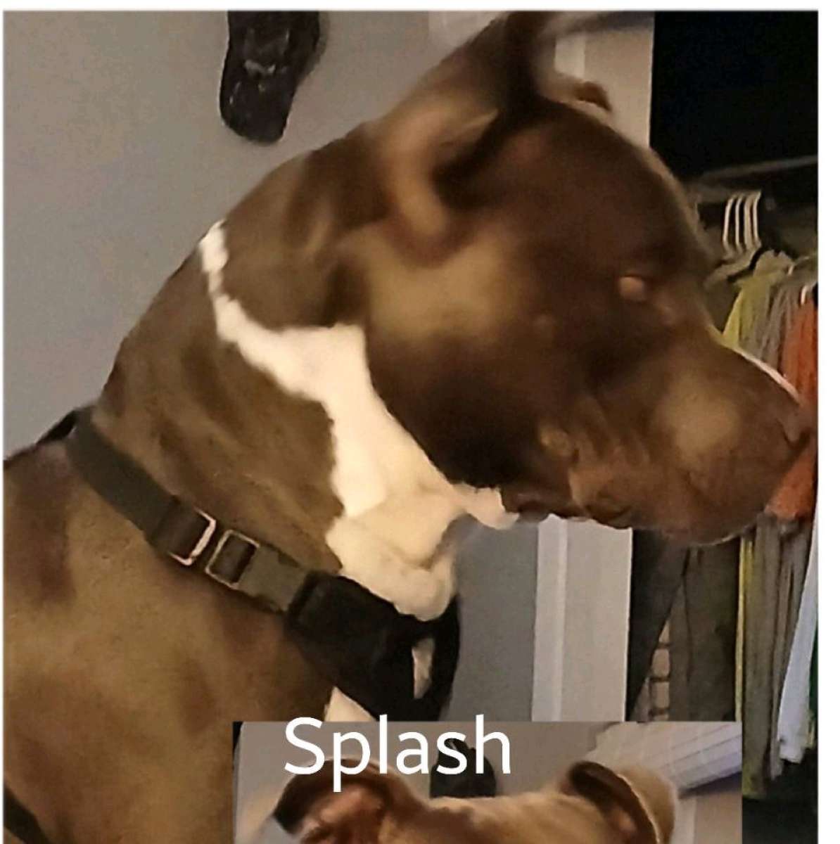 blue nose bully ready to stud