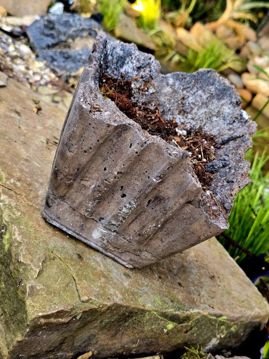 Hoya Crimson Queen in a handmade pot