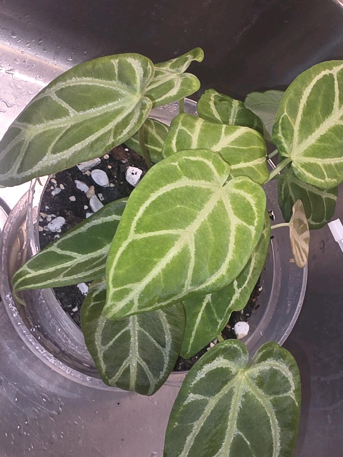 Anthurium Cross Hybrid w Display Case