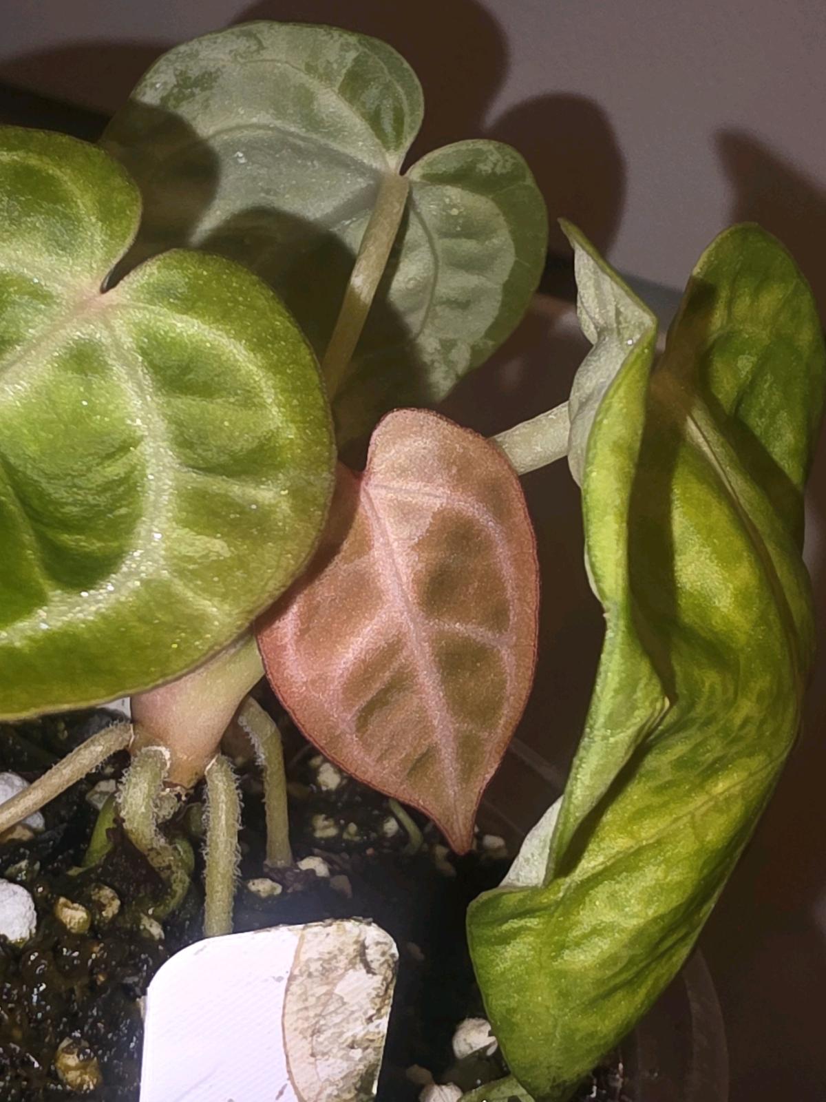 Anthurium Brown Derby
